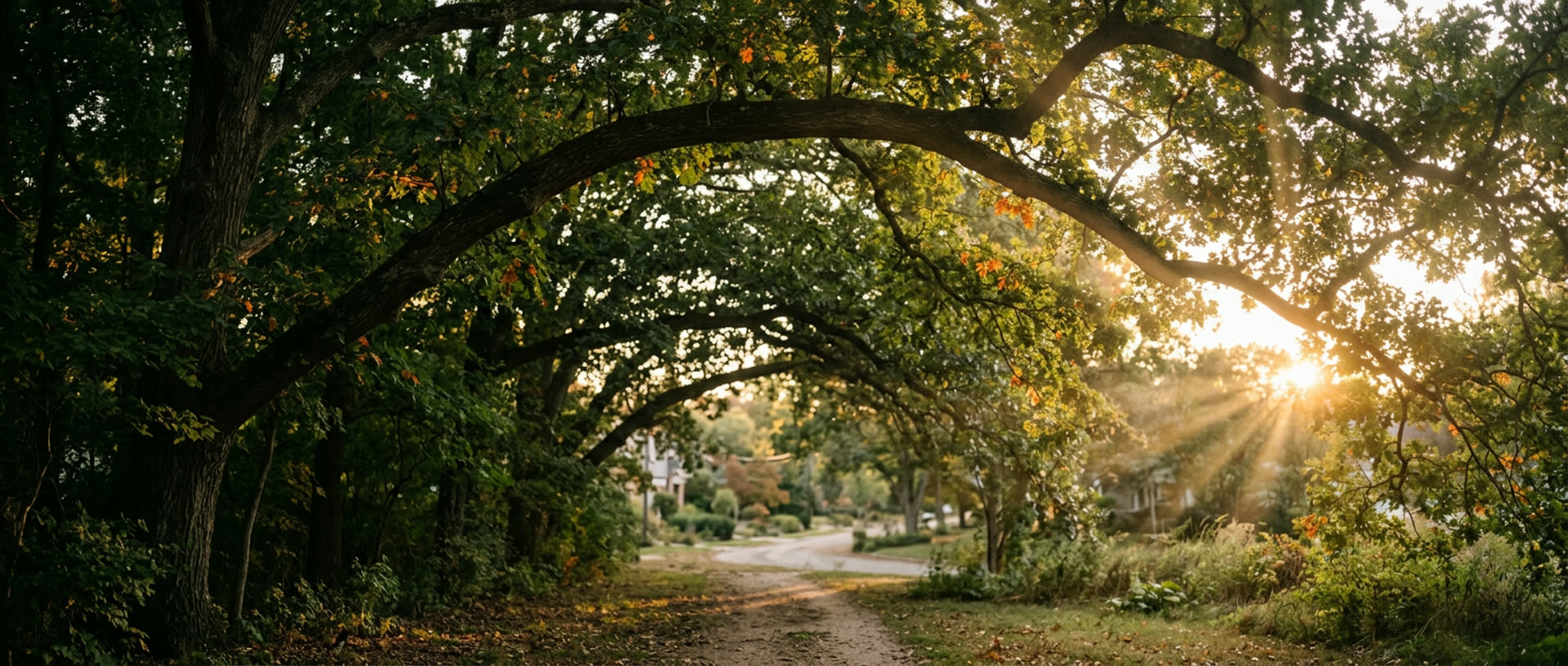 Golden-hour tree canopy above a residential yard in Shorewood, Illinois